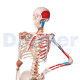 Human Skeleton To 13 With Cover